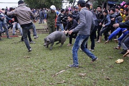 Tay không bắt... lợn - 8 Tay không bắt... lợn - 8