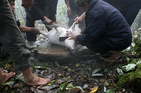 Tạ ơn rừng thiêng - 11 Tạ ơn rừng thiêng - 11