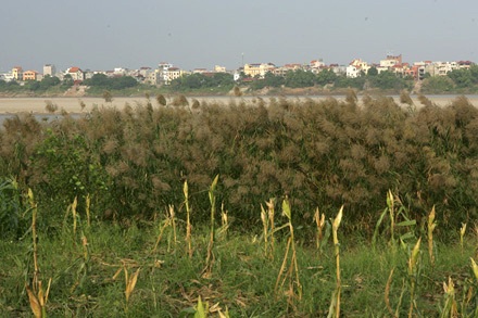 “Vườn địa đàng” từ phù sa sông Mẹ - 1 “Vườn địa đàng” từ phù sa sông Mẹ - 1