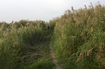 “Vườn địa đàng” từ phù sa sông Mẹ - 3 “Vườn địa đàng” từ phù sa sông Mẹ - 3