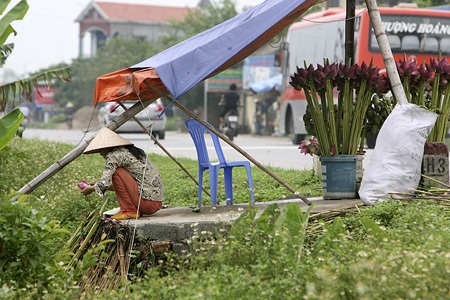 Chạnh lòng nhớ sen Hồ Tây - 10 Chạnh lòng nhớ sen Hồ Tây