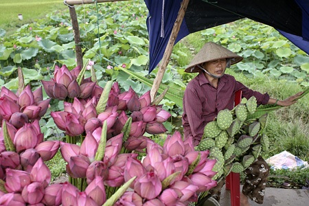 Chạnh lòng nhớ sen Hồ Tây - 12 Chạnh lòng nhớ sen Hồ Tây