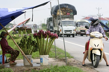 Chạnh lòng nhớ sen Hồ Tây - 13 Chạnh lòng nhớ sen Hồ Tây