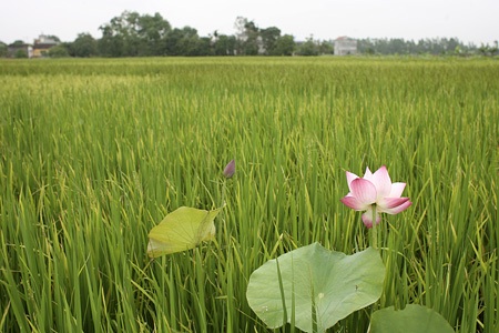 Chạnh lòng nhớ sen Hồ Tây - 6 Chạnh lòng nhớ sen Hồ Tây