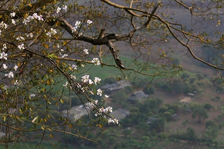 Trở về rừng Đại tướng - 13 Trở về rừng Đại tướng