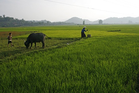 Trở về rừng Đại tướng - 1 Trở về rừng Đại tướng