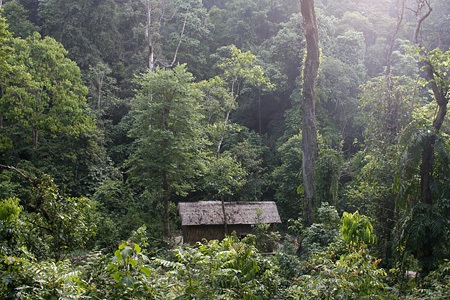 Trở về rừng Đại tướng - 8 Trở về rừng Đại tướng