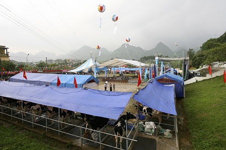 Tưng bừng từ sớm trong buổi sáng diễn ra cuộc thi Hoa hậu bò sữa Mộc Châu 2012.