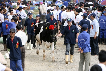 Các cô bò sữa bắt đầu được dắt vào sân khấu trình diễn.