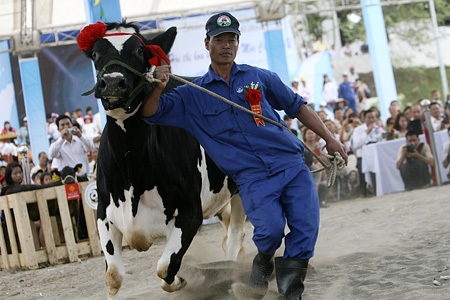 Con bò sữa nặng 720 kg, nặng nhất cuộc thi.