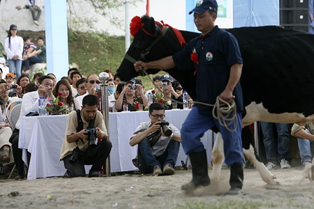Có 110 cô bò sữa của 532 hộ chăn nuôi tham gia cuộc thi.