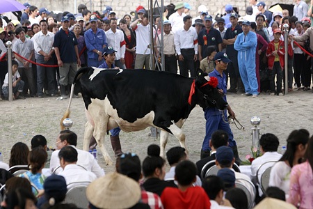 Đây là cô bò sữa vừa sinh con trước thi cuộc thi bắt đầu.