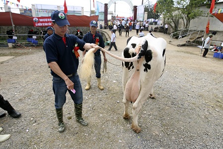 Một vài bò sữa còn được chải lông đuôi trước khi trình diễn.