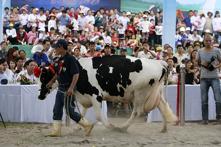 Một vài bò sữa còn được chải lông đuôi trước khi trình diễn.