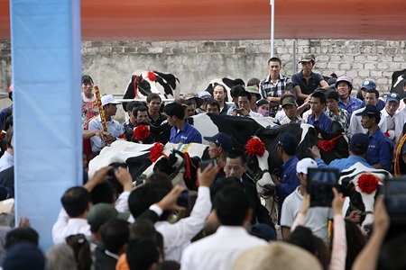 Hoa hậu bò sữa 2012 tiến vào trong vòng vây người dân và khách du lịch.