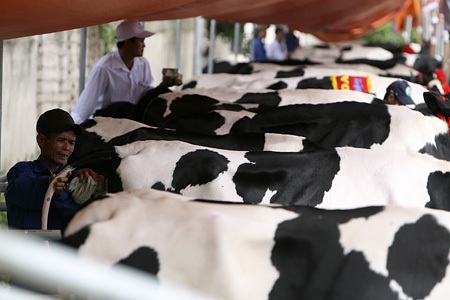 Tưng bừng từ sớm trong buổi sáng diễn ra cuộc thi Hoa hậu bò sữa Mộc Châu 2012.