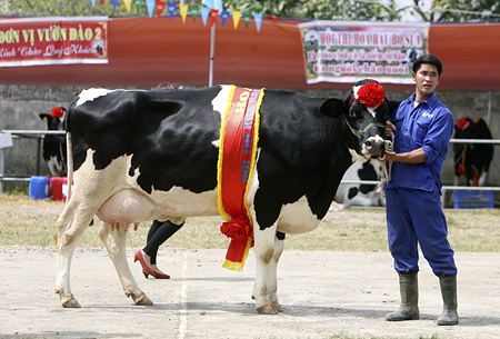 Hoa hậu bò sữa 2012 tiến vào trong vòng vây người dân và khách du lịch.