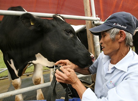 Bò sữa cũng giống như những vật nuôi khác, được người chủ cưng nựng, vỗ về.