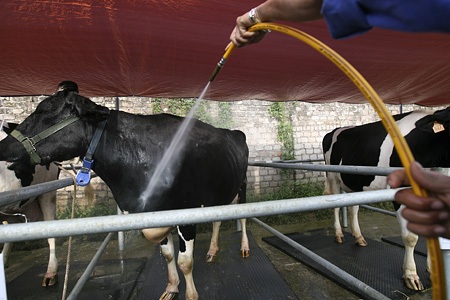 Sáng sớm người chủ bắt đầu tắm cho bò để chuẩn bị trang điểm làm đẹp.
