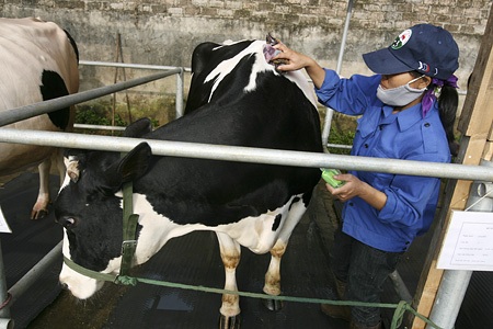 Sau đó người ta sức dầu làm bóng lông cho bò.