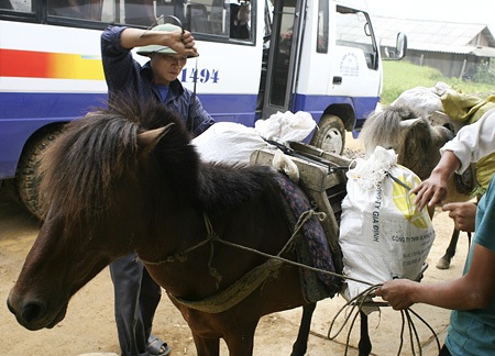 6 giờ sáng, tại bản Lìm xã Cao Phạ, những con ngựa đã được chằng buộc các loại hàng nhu yếu phẩm.