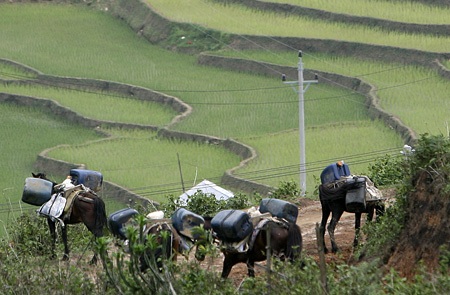 Ngựa ở bản Lìm được nuôi tập trung thành đàn trên dưới chục con và cho thuê chở hàng.