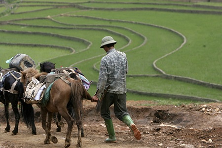 Những lái ngựa thường túm đuôi ngựa khi đổ dốc.