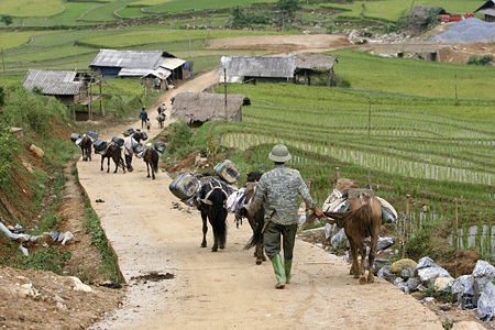 Nếu đàn ngựa gần mười con, thu nhập của chủ ngựa cũng được ngót 6 triệu/tháng.