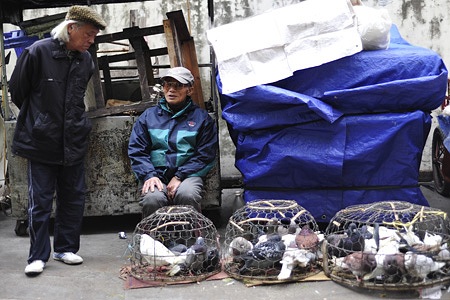 Du xuân chợ phiên giữa Hà Nội - 12