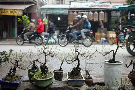 Du xuân chợ phiên giữa Hà Nội - 17