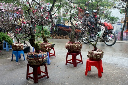 Du xuân chợ phiên giữa Hà Nội - 2