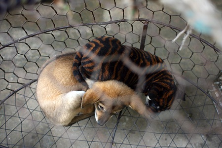 Du xuân chợ phiên giữa Hà Nội - 6