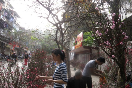 Hoa đào nở khá đều, hi vọng thời tiết sẽ chiều lòng cả người trồng đào lẫn người mua hoa.