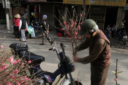 Hoa đào nở khá đều, hi vọng thời tiết sẽ chiều lòng cả người trồng đào lẫn người mua hoa.