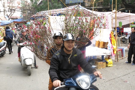 Hoa đào nở khá đều, hi vọng thời tiết sẽ chiều lòng cả người trồng đào lẫn người mua hoa.