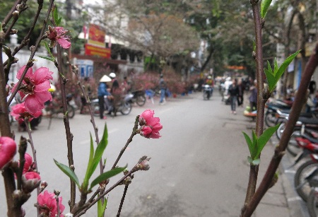 Chợ hoa truyền thống đã bắt đầu rực rỡ với màu hồng của hoa đào.