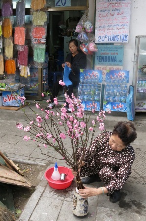 Một cụ bà đang đang cắm mấy cành đào dăm nở sớm.
