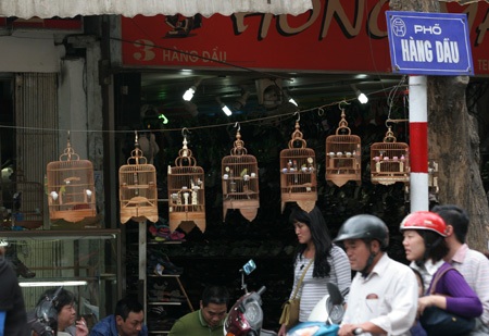 Dễ dàng bắt gặp những giàn lồng chim cảnh như thế này ở khu vực nội thành.