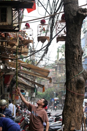 Những lồng chim trong khu phố cổ.