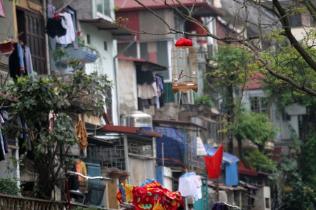 Những lồng chim trong khu phố cổ.