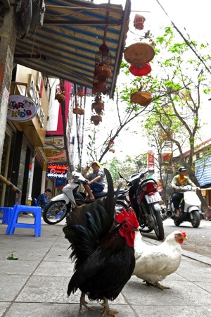 Trên chim dưới gà.