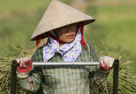 Nắng nóng vắt kiệt mồ hôi người trồng lúa - 12 Một nông dân đang kéo lúa đi tuốt khi chiều về.