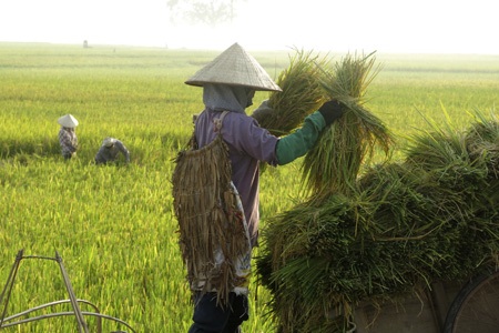 Nắng nóng vắt kiệt mồ hôi người trồng lúa - 4 Khoảng 50% các hộ gia đình ở Thạch Thất trồng giống BC 15.
