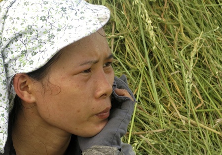 Nắng nóng vắt kiệt mồ hôi người trồng lúa - 9 Những giọt mồ hôi lăn trên trán người nông dân.