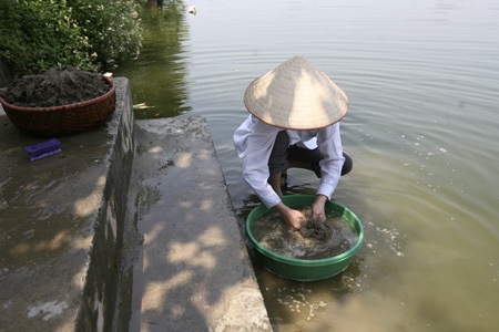 Ăn nước ao cạnh đường ống nước Sông Đà - 5 Những búi ống nước này dẫn xa nhất có thể lên đến 1km.