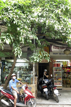 Chiếc cột “vô tích sự”! - 7 Một cột đèn bị cây che khuất tầm nhìn tại phố Hàng Bồ, và nó cũng không còn hoạt động.
