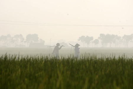Cảnh mù mịt vì khói trên cánh đồng khi vào vụ gặt.