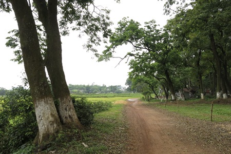 Rừng lim cổ thụ duy nhất ở Hà Nội nguy cơ chết mòn - 1 Một con đường mòn phân chia đồng ruộng và khu rừng lim dẫn vào Đền Và.