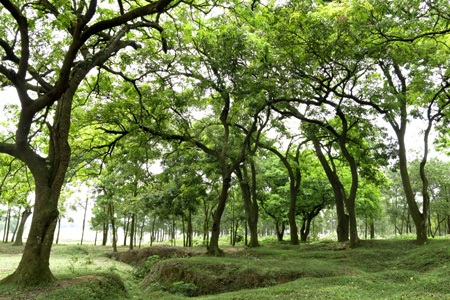 Rừng lim cổ thụ duy nhất ở Hà Nội nguy cơ chết mòn - 10 Nhiếu dưới rừng lim nhiều nơi bị khoét đất tạo thành những hố lớn.