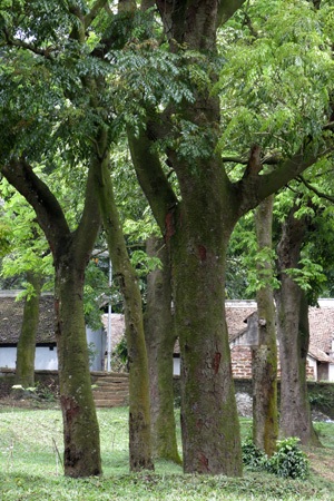 Rừng lim cổ thụ duy nhất ở Hà Nội nguy cơ chết mòn - 11 Hiện tại vẫn còn rất nhiều cây bị sâu và có nguy cơ không sống được.